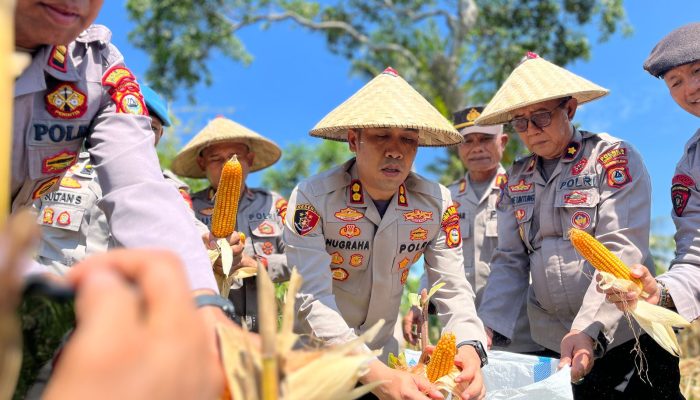 Panen Raya Jagung, Polsek Bone-Bone dan Polres Luwu Utara Gairahkan Ketahanan Pangan Nasional