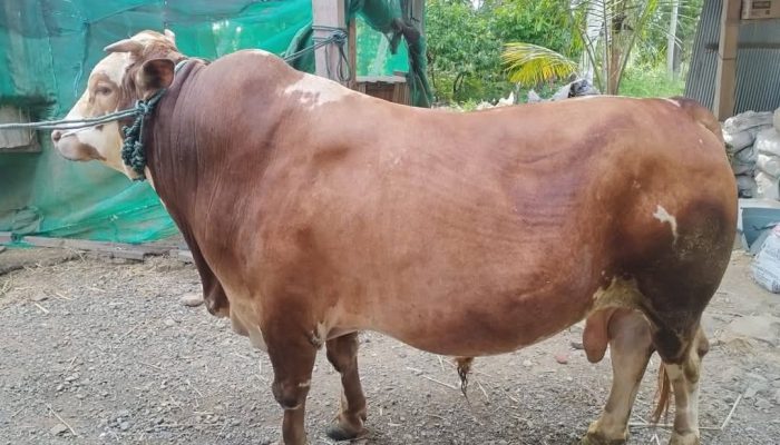 Wow! Presiden Prabowo Kirim Sapi Kurban Raksasa Seharga Rp 77 Juta ke Palopo