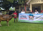 Semangat Berbagi, Masmindo Salurkan 21 Ekor Sapi Kurban di Wilayah Operasionalnya