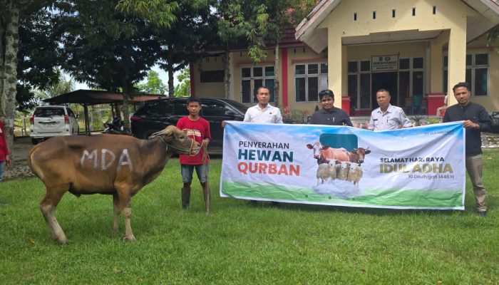 Semangat Berbagi, Masmindo Salurkan 21 Ekor Sapi Kurban di Wilayah Operasionalnya
