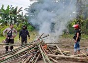 Belum Sempat Digunakan, Arena Sabung Ayam di Telluwanua Dibongkar Polisi