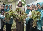 Ketua TP PKK Luwu Panen Sayur Bayam, Dorong Pemanfaatan Pekarangan Untuk Ketahanan Pangan