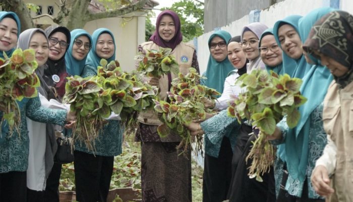 Ketua TP PKK Luwu Panen Sayur Bayam, Dorong Pemanfaatan Pekarangan Untuk Ketahanan Pangan