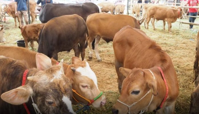 Jelang Idul Adha, Sapi Lokal Palopo Dipastikan Bebas PMK