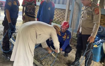 Warga Desa Pao Diserang Buaya, Alami Luka Serius Pada Paha dan Punggung