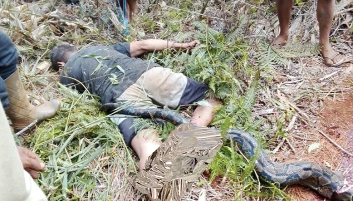 Petani Merica di Towuti Tewas Dililit Ular Piton