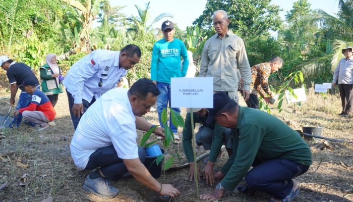Luwu Siap Bangkitkan Kejayaan Kakao Lewat Pengelolaan Lanskap Terpadu