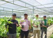 Kakao dan Pala Jadi Andalan, Bupati Luwu Tinjau Langsung Pembibitan di Suli