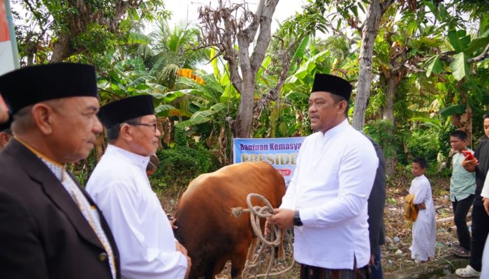Pemkab Luwu Catat 2.272 Sapi dan 109 Kambing Kurban pada Idul Adha