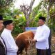 Pemkab Luwu Catat 2.272 Sapi dan 109 Kambing Kurban pada Idul Adha